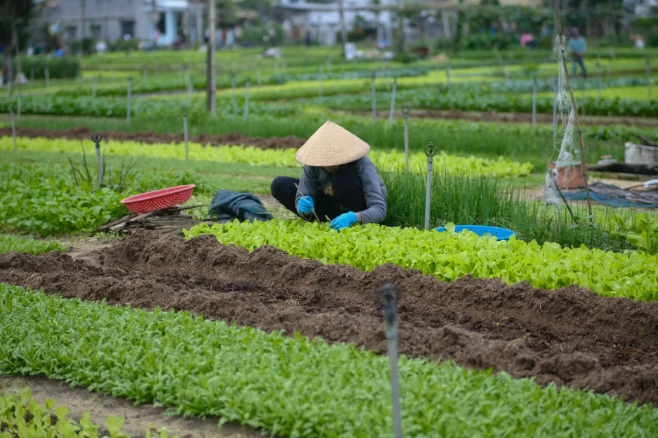 Luống rau mới xuống giống